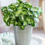 Buy Mini Syngonium , ‘Mini Pixie’ - Nursery Nisarga