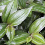 Buy Wandering Jew plant - online - Nursery Nisarga