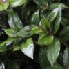 Buy Wandering Jew plant - online - Nursery Nisarga