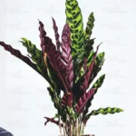 Buy Calathea Rattlesnake, Calathea lancifolia online - Nursery Nisarga,