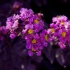 Buy Lunar Black Diamond Crape Myrtle (Purple) - Lagerstroemia Plant - online - Nursery Nisarga