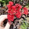 Buy Lunar Black Diamond Crape Myrtle (Red) - Lagerstroemia Plant - online - Nursery Nisarga