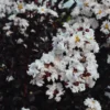 Buy Lunar Black Diamond Crape Myrtle (White) - Lagerstroemia Plant - online - Nursery Nisarga