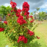 Buy Radiant Red Crape Myrtle - Lagerstroemia Plant - online - Nursery Nisarga