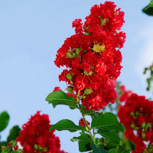 Buy Radiant Red Crape Myrtle - Lagerstroemia Plant - online - Nursery Nisarga