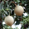 Buy Wood Apple Fruit - Nursery Nisarga