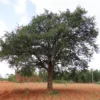 Buy Wood Apple Fruit - Nursery Nisarga