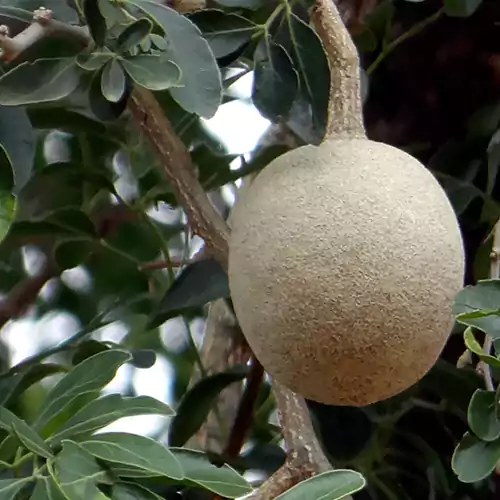 Buy Wood Apple Fruit - Nursery Nisarga
