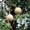 Buy Wood Apple Fruit - Nursery Nisarga