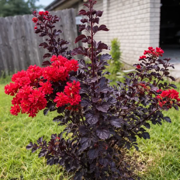 Buy Lunar Black Diamond Crape Myrtle (White) - Lagerstroemia Plant from Nursery Nisarga