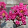Buy Lunar Black Diamond Crape Myrtle (Pink) - Lagerstroemia Plant from Nursery Nisarga