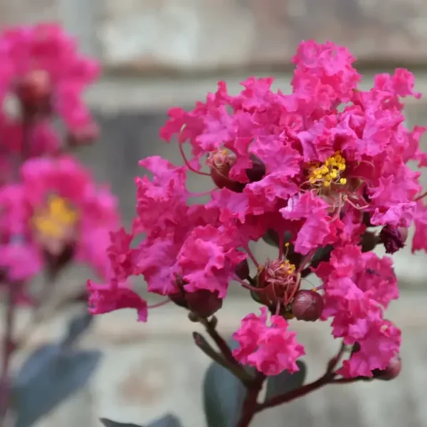 Buy Lunar Black Diamond Crape Myrtle (Pink) - Lagerstroemia Plant from Nursery Nisarga