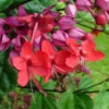 Buy Bleeding heart vine - online Nursery Nisarga