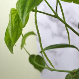 Black Pepper Plant, Kali Mirch