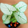 Buy Caladium Strawberry Star Online at Nursery Nisarga