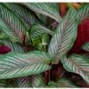 Buy Calathea Pinstripe - Nursery Nisarga