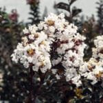 Buy Lunar Black Diamond Crape Myrtle (White) - Lagerstroemia Plant - online - Nursery Nisarga