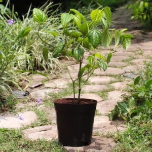 Buy Black Pepper Plant, Kali Mirch , online - Nursery Nisarga