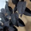 Buy Lunar Black Diamond Crape Myrtle (White) - Lagerstroemia Plant - online - Nursery Nisarga