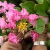 Buy Shell Pink Crape Myrtle - Lagerstroemia Plant - online - Nursery Nisarga