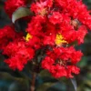 Buy Lunar Black Diamond Crape Myrtle (White) - Lagerstroemia Plant from Nursery Nisarga