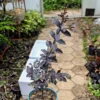 Buy Lunar Black Diamond Crape Myrtle (White) - Lagerstroemia Plant from Nursery Nisarga