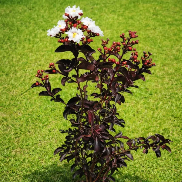 Buy Lunar Black Diamond Crape Myrtle (White) - Lagerstroemia Plant from Nursery Nisarga