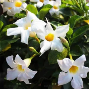 Buy White Mandevilla plant online at Nursery Nisarga