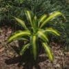 Buy Dracaena fragrans Massangeana, Dracaena ‘Corn plant’ - Nursery nisarga