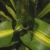 Buy Dracaena fragrans Massangeana, Dracaena ‘Corn plant’ - Nursery nisarga