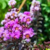 Buy Lunar Black Diamond Crape Myrtle (Purple) - Lagerstroemia Plant - online - Nursery Nisarga