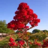 Buy Radiant Red Crape Myrtle "Lagerstroemia"- Plant from Nursery Nisarga