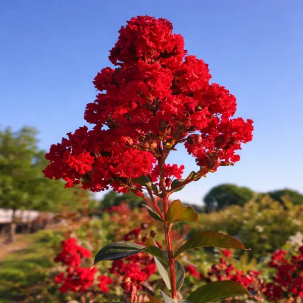 Buy Radiant Red Crape Myrtle "Lagerstroemia"- Plant from Nursery Nisarga