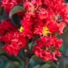 Buy Lunar Black Diamond Crape Myrtle (Red) - Lagerstroemia Plant - online - Nursery Nisarga