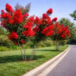 Buy Radiant Red Crape Myrtle "Lagerstroemia"- Plant from Nursery Nisarga