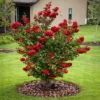 Buy Radiant Red Crape Myrtle "Lagerstroemia"- Plant from Nursery Nisarga
