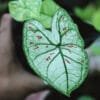 Buy Caladium Strawberry Star plant - online - Nursery Nisarga