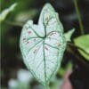 Caladium Strawberry Star