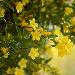 Buy yellow jasmine plant, yellow juhi online - Nursery Nisarga