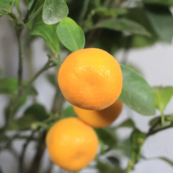 Buy Chinese Orange Plant/China Orange (Air layered) from nursery nisarga