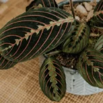 Buy Red Prayer plant, Marantha leuconeura - Nursery Nisarga