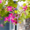 Buy Bauhinia, Kachnar plant, orchid tree - Nursery Nisarga