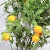 Buy Chinese Orange Plant/China Orange (Air layered) from nursery nisarga