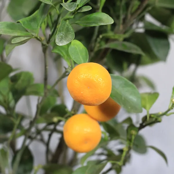 Buy Chinese Orange Plant/China Orange (Air layered) from nursery nisarga