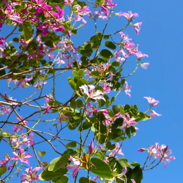 Buy Bauhinia, orchid tree, orchid tree - Nursery Nisarga