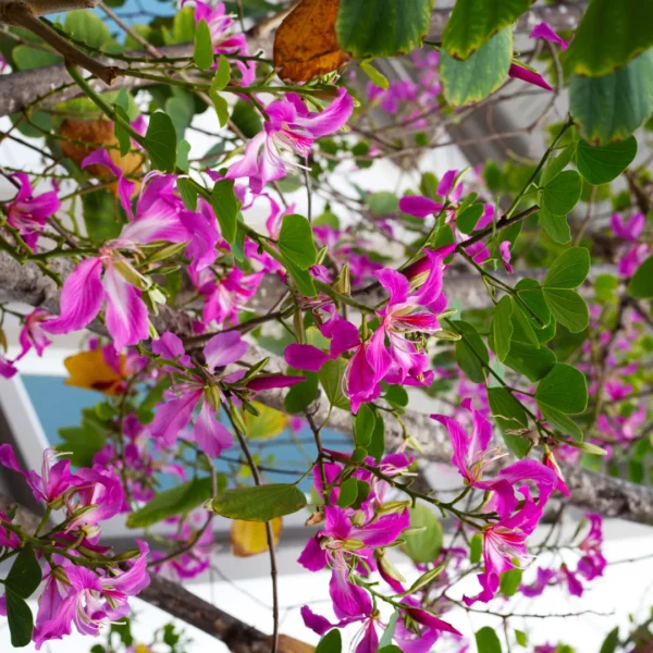 Buy Bauhinia, Kachnar plant, orchid tree - Nursery Nisarga
