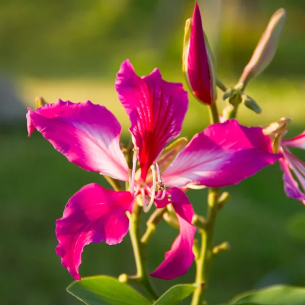Buy Bauhinia, Kachnar plant, orchid tree - Nursery Nisarga