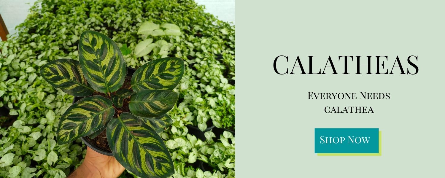 Best Calathea Plants on sale - Nursery Nisarga