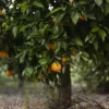 Buy Chinese orange plant (airlayer) - Nursery Nisarga