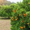 Buy Chinese orange plant (airlayer) - Nursery Nisarga